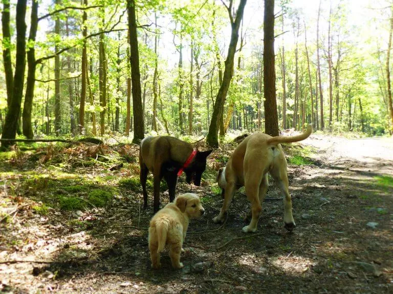 chiot et deux chiens